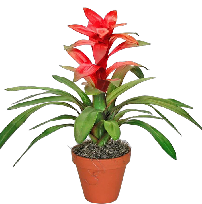 Гусмания пестрая - Guzmania D12 H55