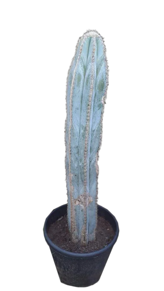 Пилозоцереус Голубой кактус - Piloso Dcereus magnificus D21 H90