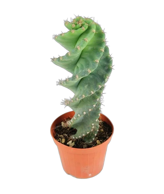 Цереус Спиральный, Спиралевидный - Cereus brasile D15 H40