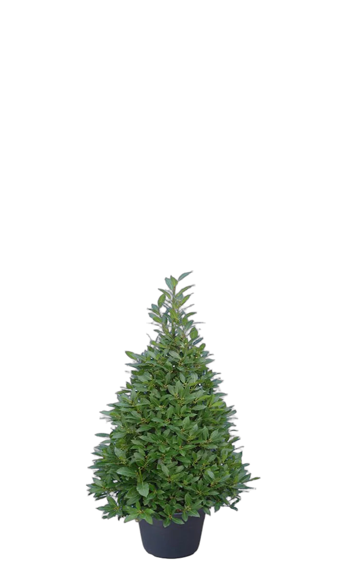 Лавр благородный пирамида - Lurus nbilis D25 H100