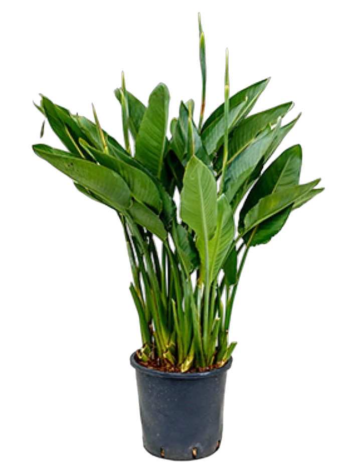 Стрелиция Николай - Strelitzia Nicolai 3pp D32 H150