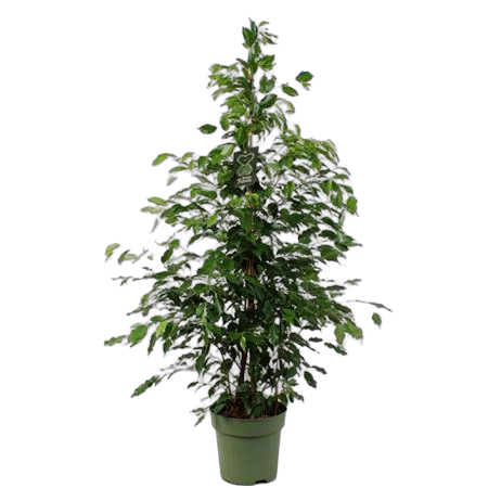 Фикус Бенджамина Экзотика - Ficus benjamina Exotica D27 H145