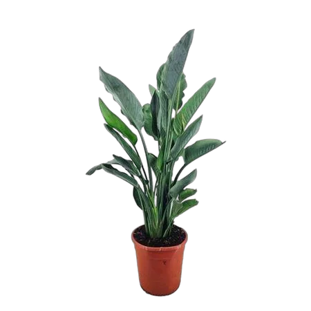 Стрелииция королевская - Strelitzia Regina D24 H100