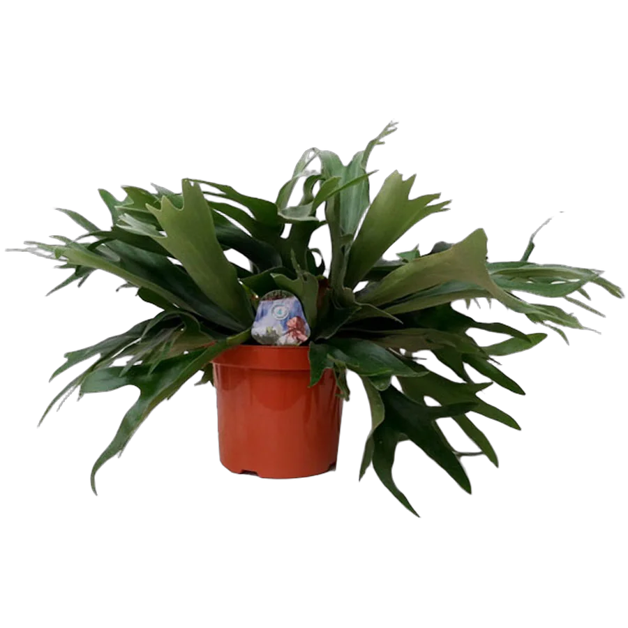 Платицериум оленерогий - Platycerium bifurcatum D12 H25