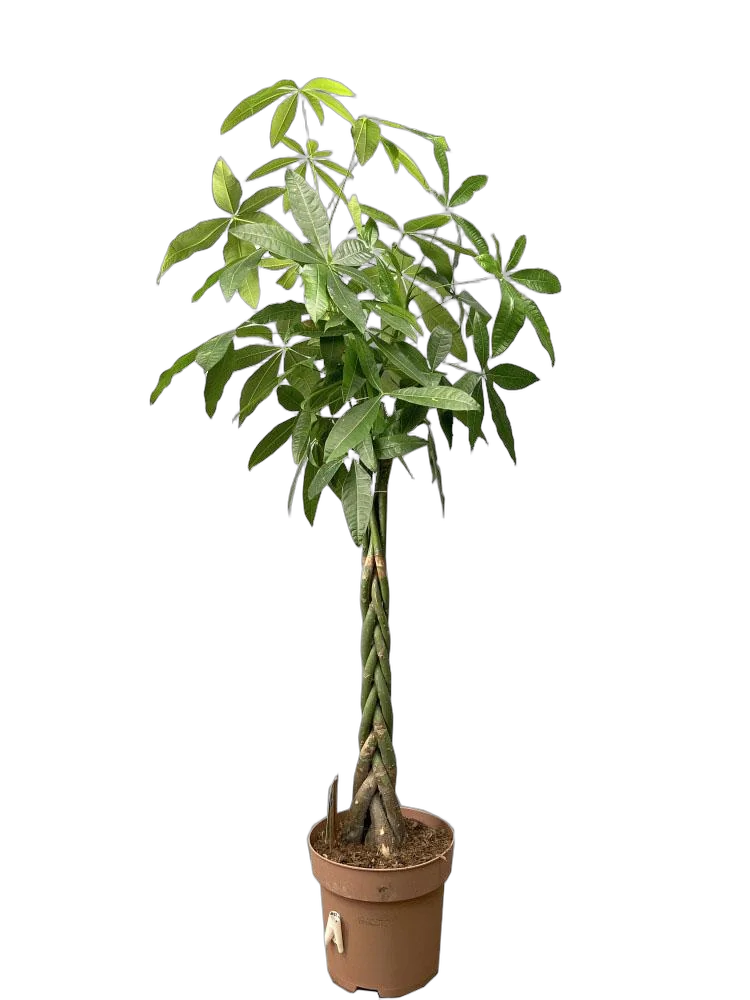 Пахира Акватика - Pachira D30 H160