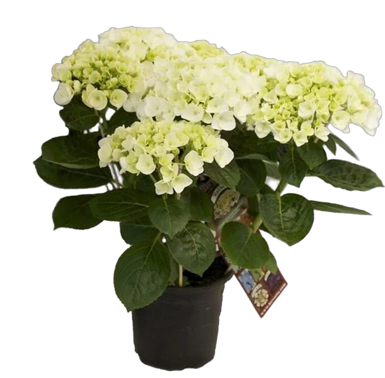 Гидрангия (Гортензия) белая - Hydrangea Hovaria Holibel D15 H40