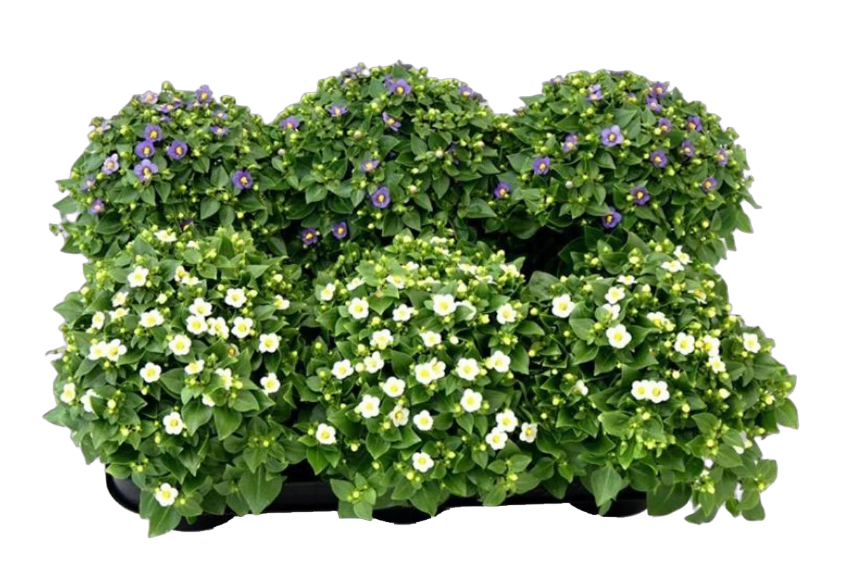 Экзакум - Exacum D10 H16