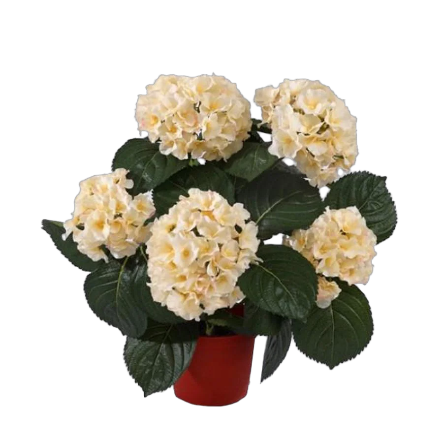 Гидрангия (Гортензия) кремовая - Hydrangea D15 H35