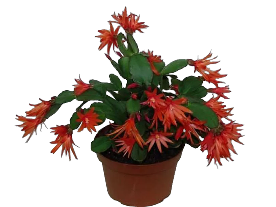 Шлюмбергера красная - Schlumbergera D13 H25