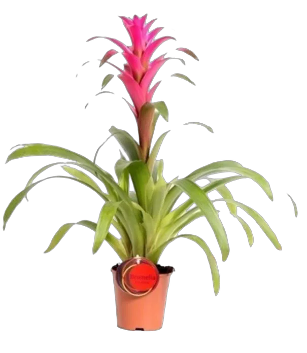 Гусмания - Guzmania Lidsey D15 H75