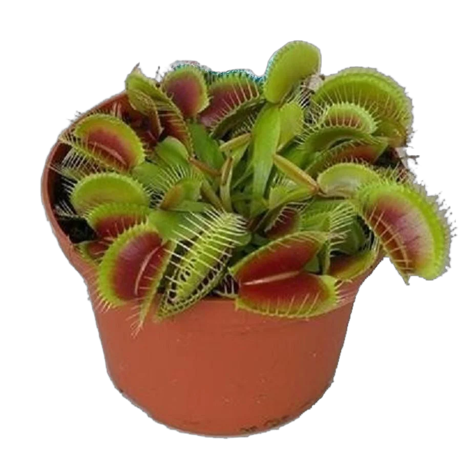 Венерина мухоловка — Dionaea Muscipula D9 H12