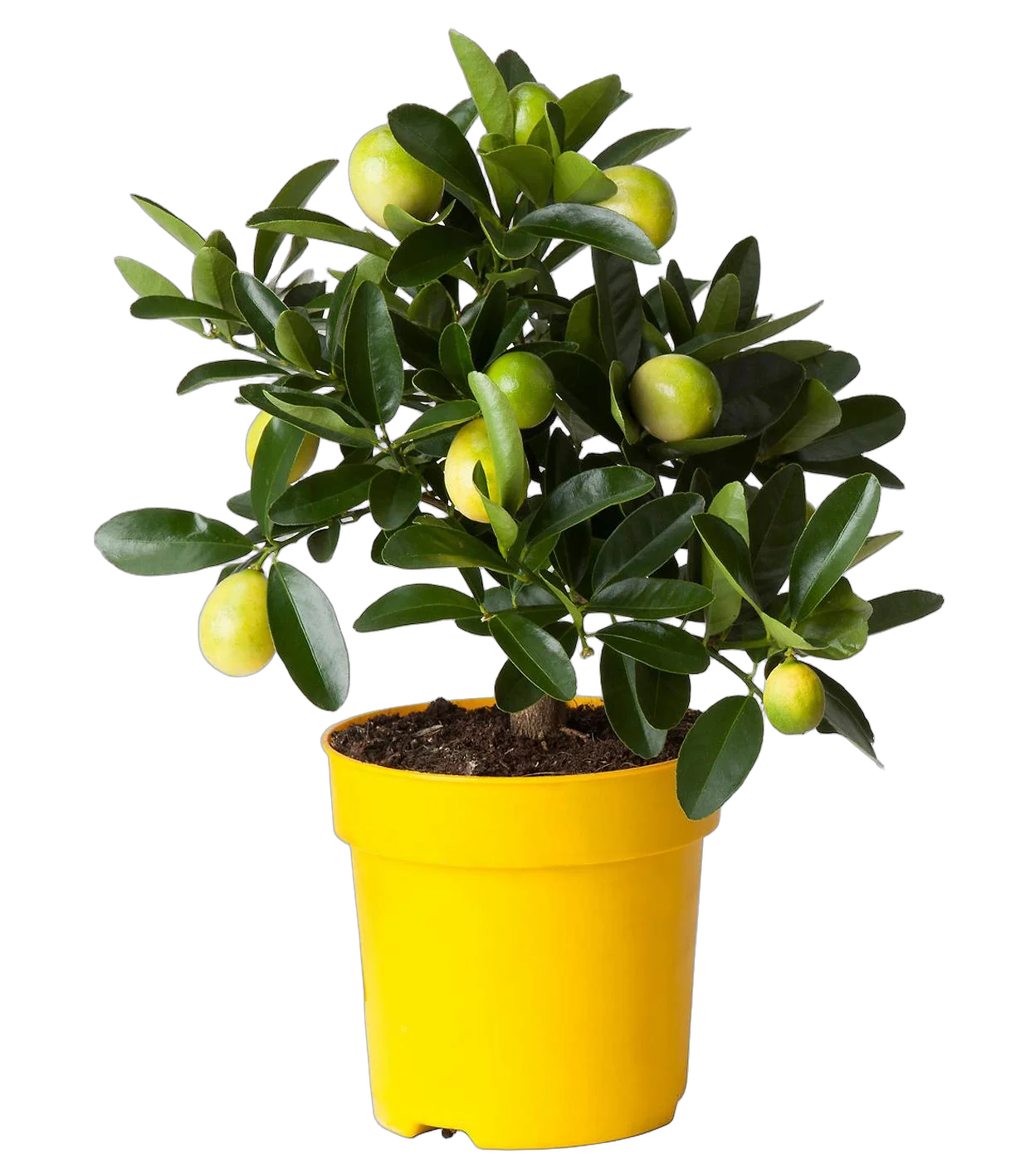 Лимонное дерево - Citrus limon D46 H150