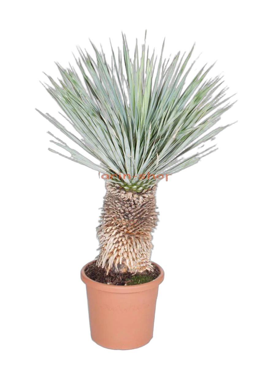 Пальма Юкка разветвленная - Yucca rostrata D30 H100