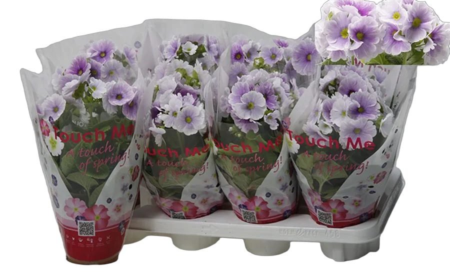 Примула обконика - Primula D12 H27