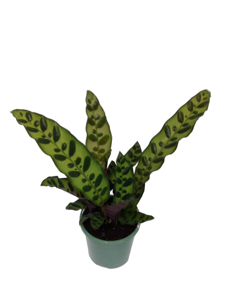 Калатея замечательная - Calathea insignis D9 H20