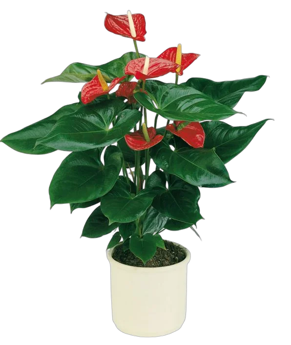 Антуриум Андреанум Алабама - Anthurium Alabama красный D17 H70