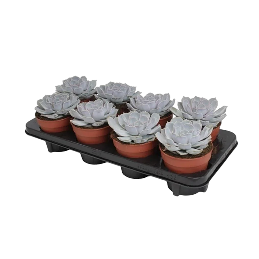 Эхеверия лиловая - Echeveria lilacina  D9 H12