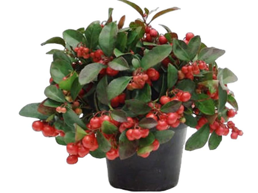 Гаультерия Биг Берри - Gaultheria D10 H20