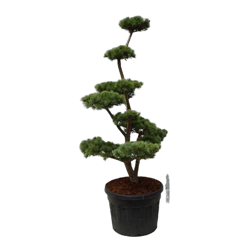 Бонсай Сосна - Pinus parv. 'tempelhof' Bonsai D65 H170