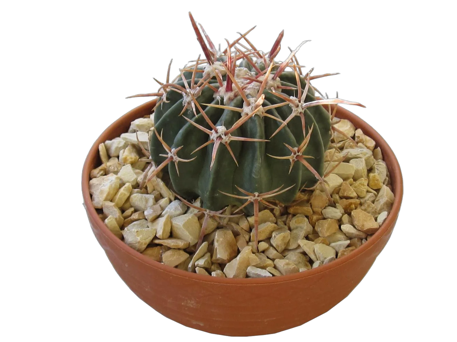 Эхинокактус техасский  - Echinocactus texensis D24 H30