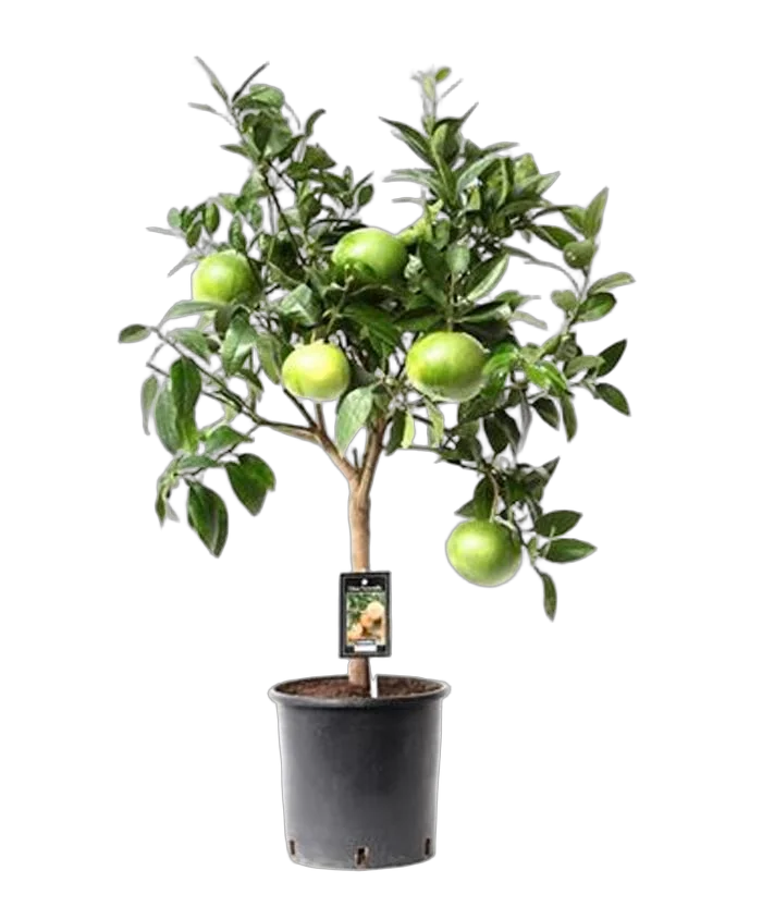 Цитрус Грейпфрут - Citrus Grapefruit On Stem D22 H90