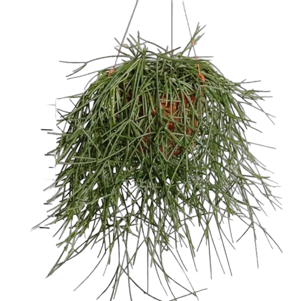 Рипсалис - Rhipsalis neves armondii D15 H30