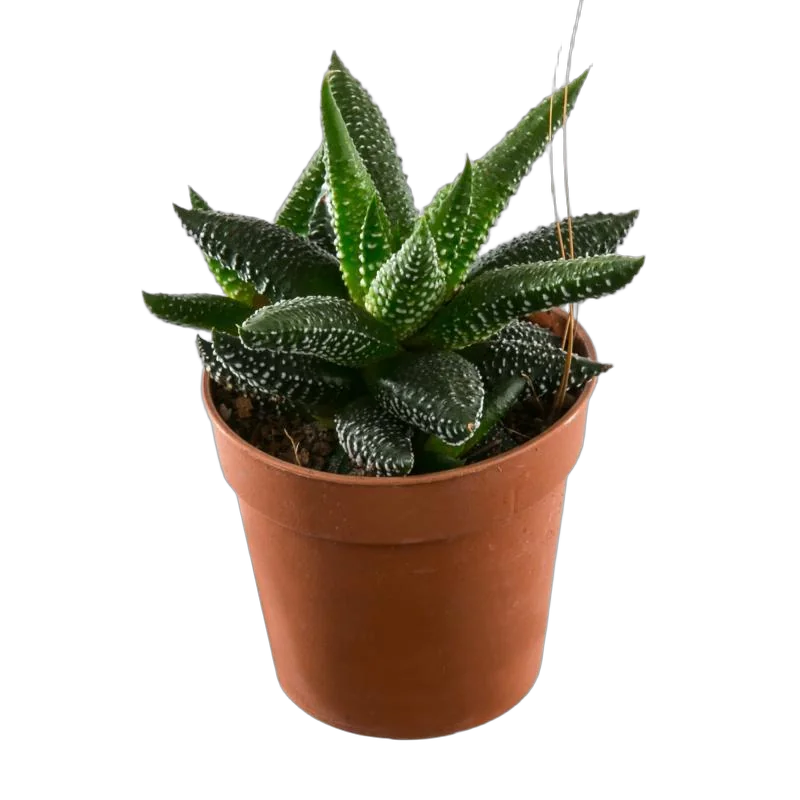 Хавортия лимолистная - Haworthia limifolia D5 H15