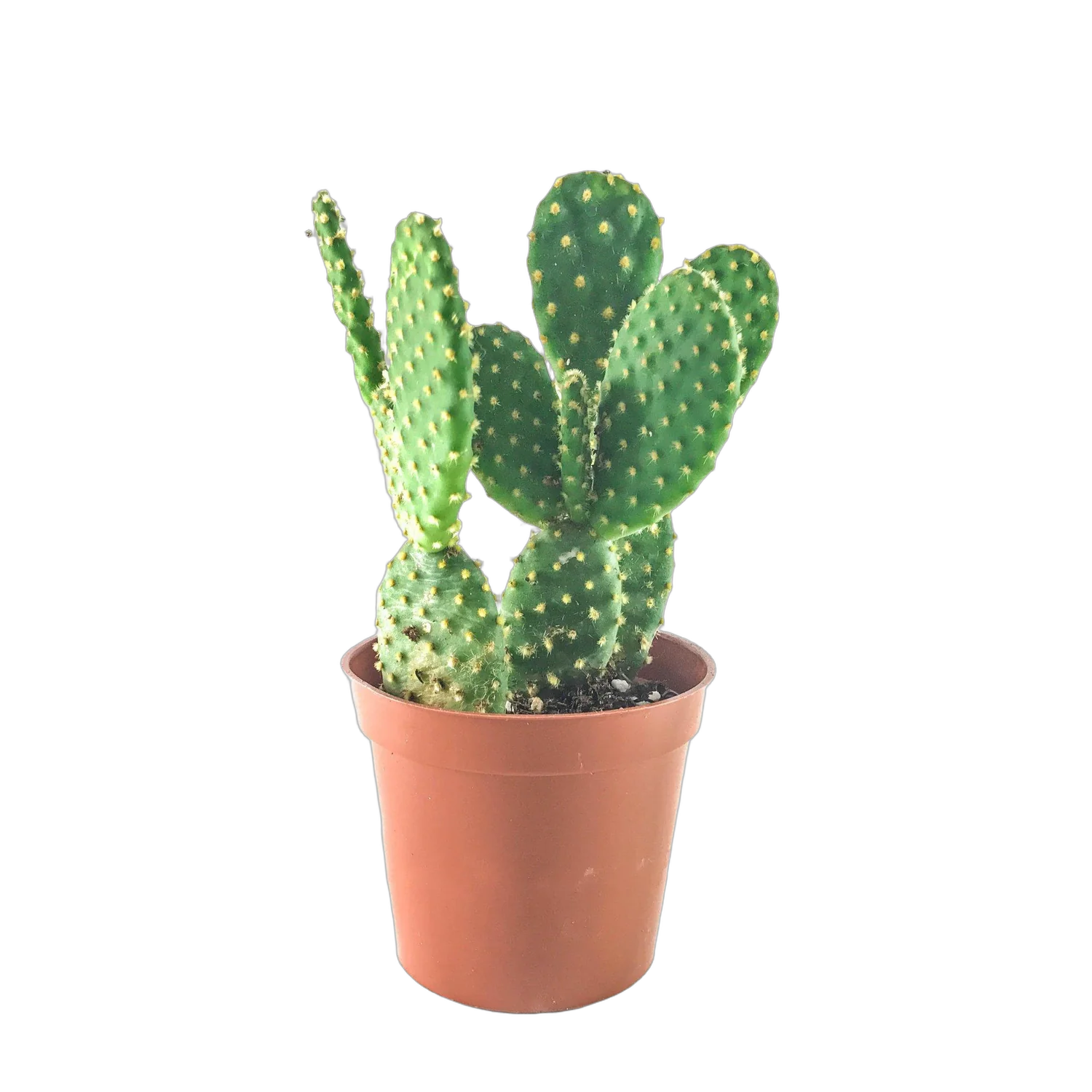 Опунция Линдхеймера - Opuntia lindheimeri D9 H15