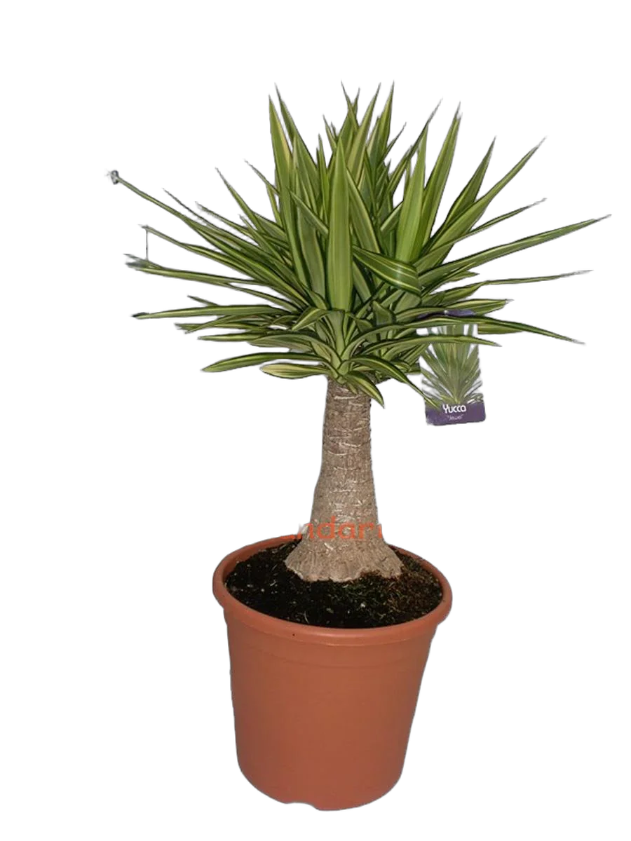 Пальма Юкка слоновья нога - Yucca elephantipes 'Jewel' D30 H95