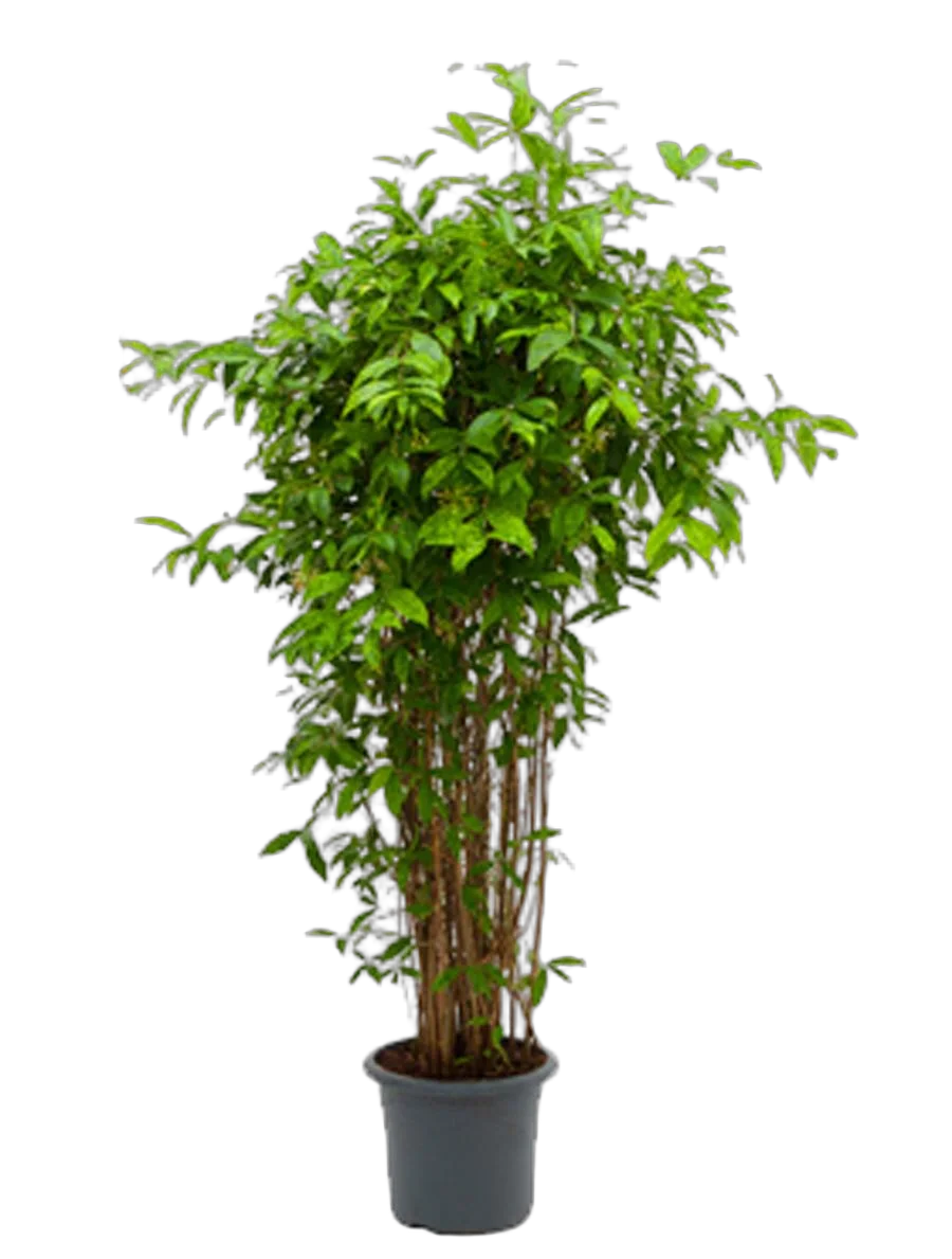 Драцена Годзеффа (Суркулоза) - Dracaena surculosa D45 H230