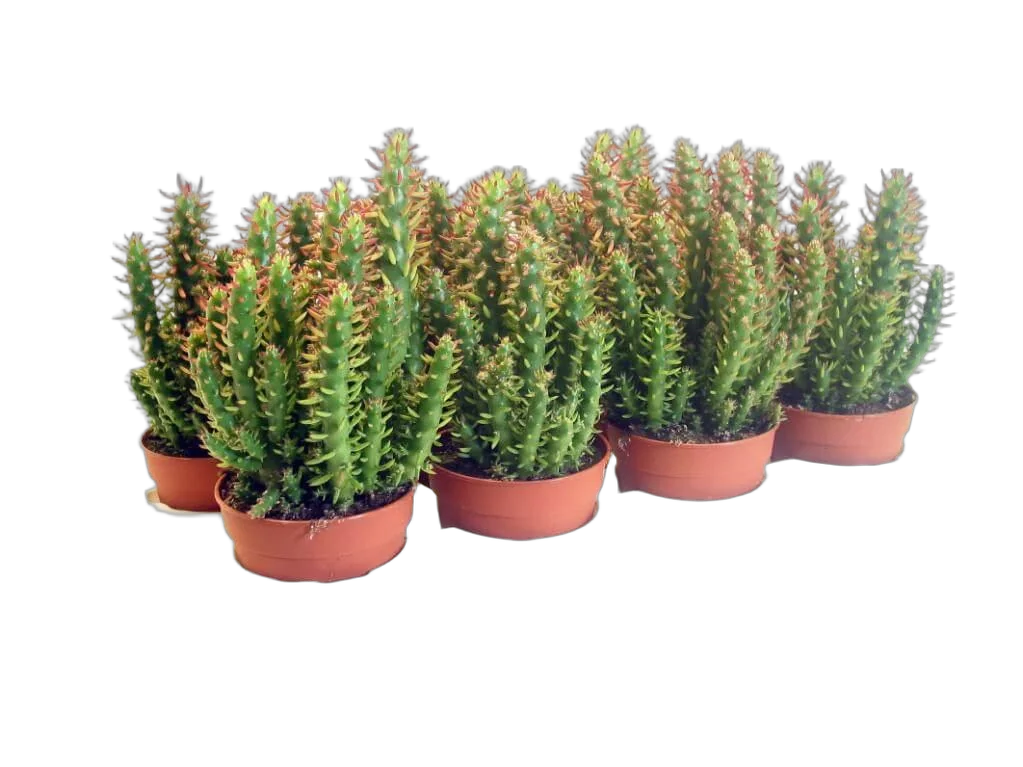 Опунция Субулата - Opuntia Subulata D9 H15