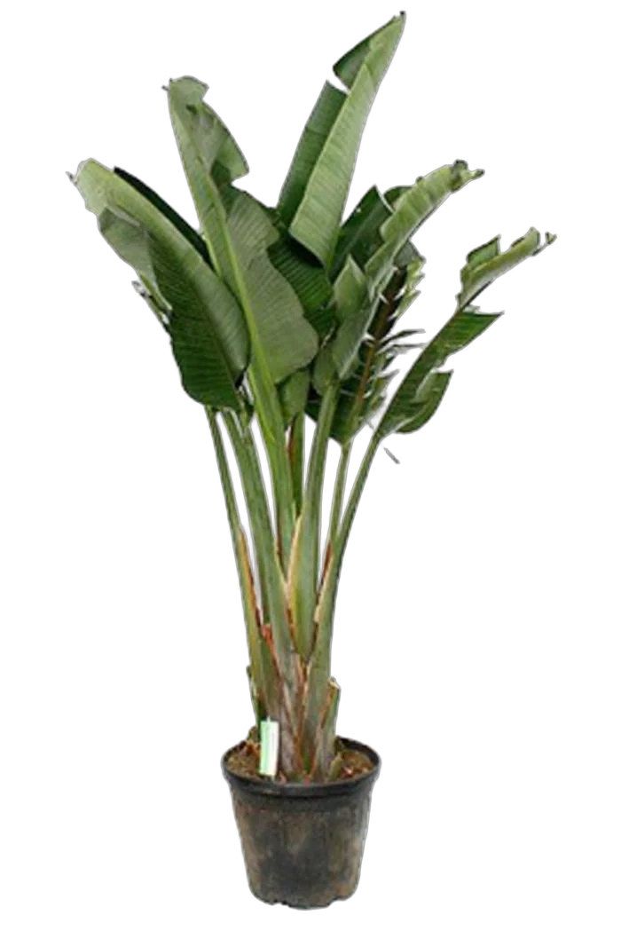 Стрелиция августа - Strelitzia Augusta D32 H170