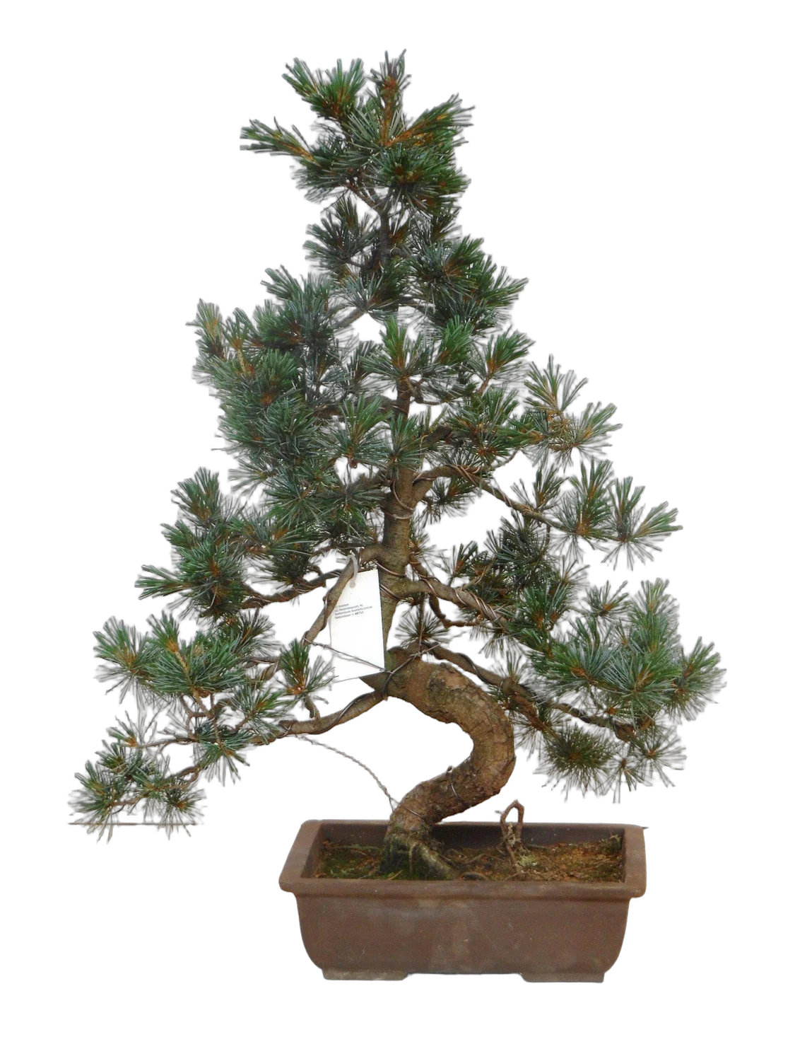 Бонсай Сосна - Bonsai pinus pentaphylla parviflora D25 H100