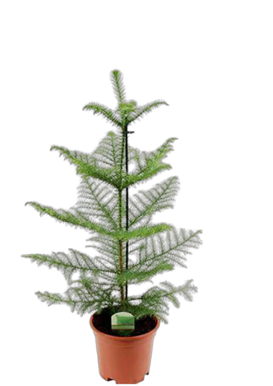 Араукария Хетерофилла - Araucaria D14 H40