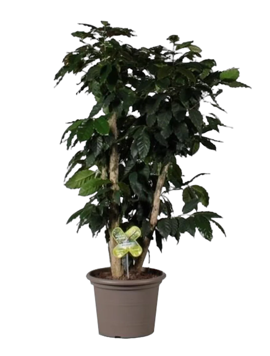 Кофейное дерево - Coffea D25 H120