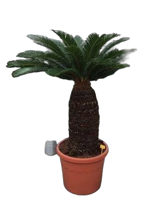 Пальма Цикас революта - Cycas revoluta D58 H170