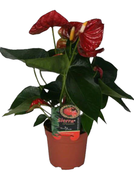 Антуриум Андреанум Бьюти Шоколад - Anthurium  Chocolate Beauty коричневый D17 H60