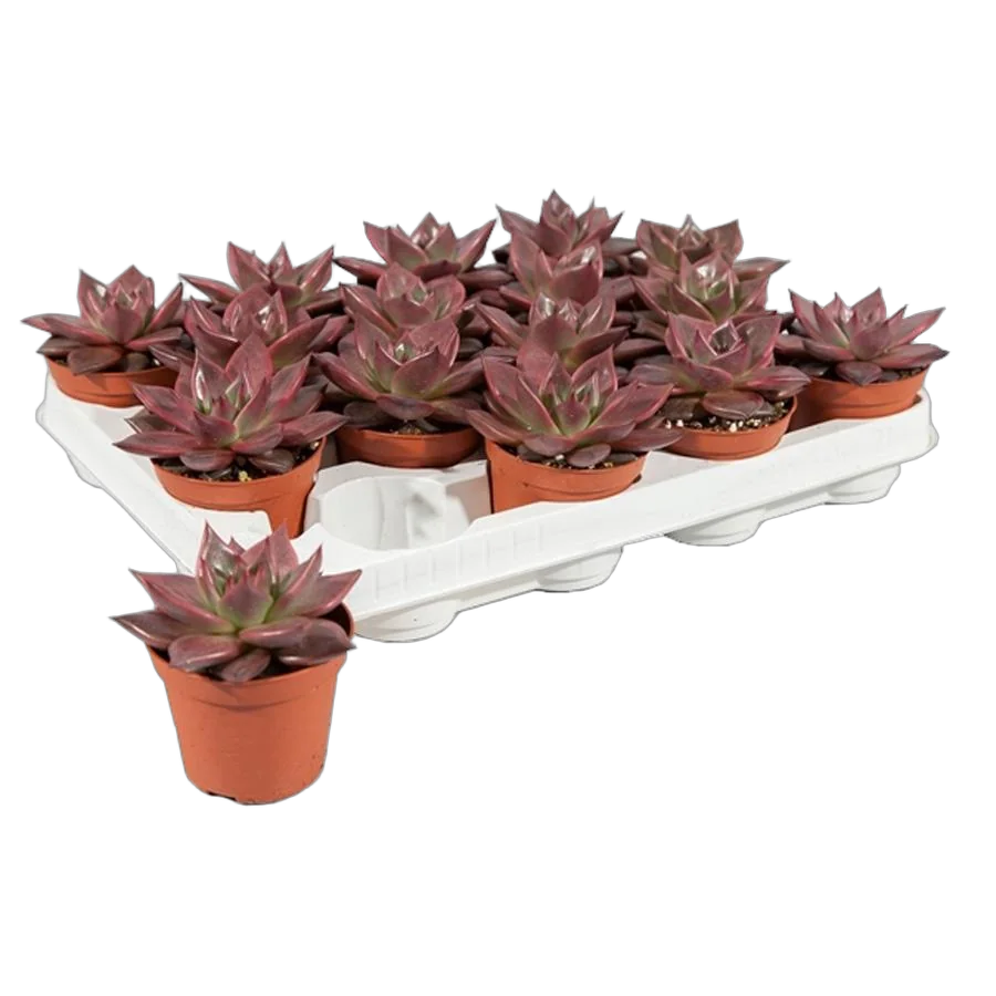 Эхеверия Таурус - Echeveria agavoides red Taurus D5 H12