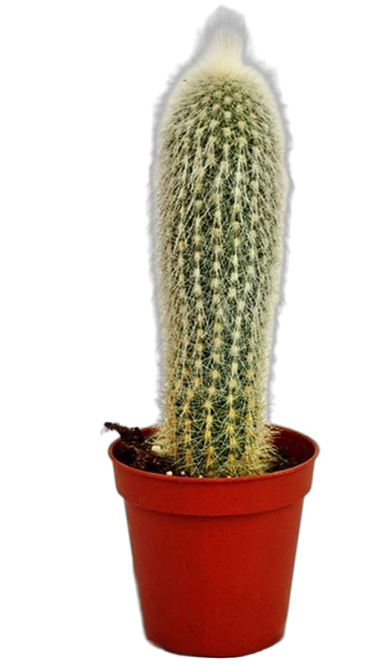 Клейстокактус Штрауса - Cleistocactus strausii D20 H60