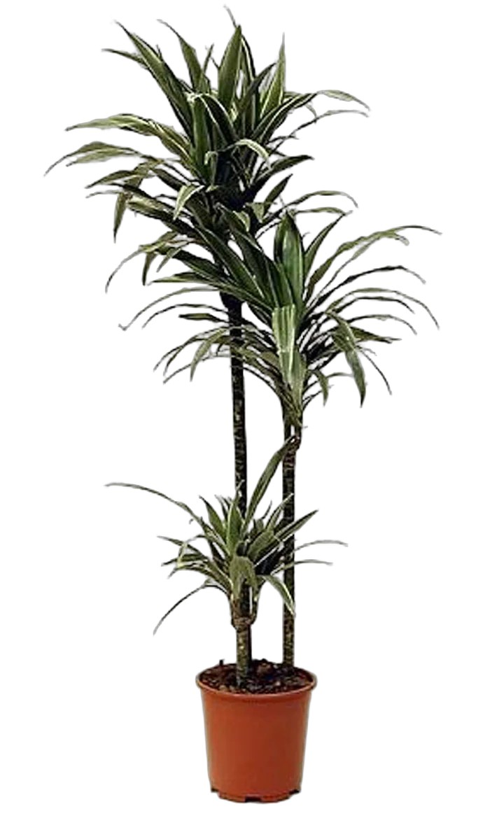 Драцена Варнески - Dracaena Warneckei D30 H180