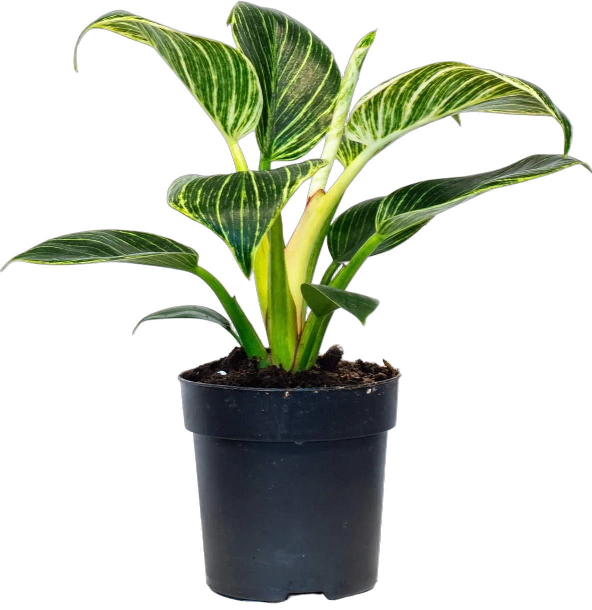 Филодендрон Биркин - Philodendron Birkin D14 H35