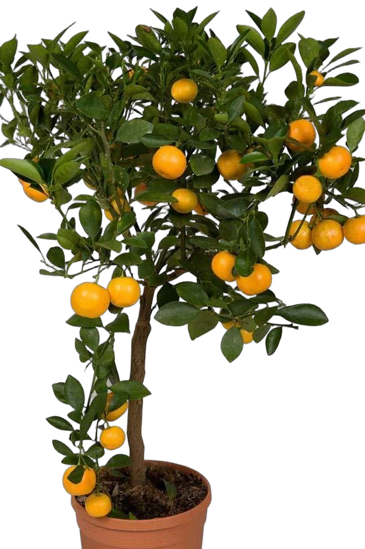 Мандарин 60 см