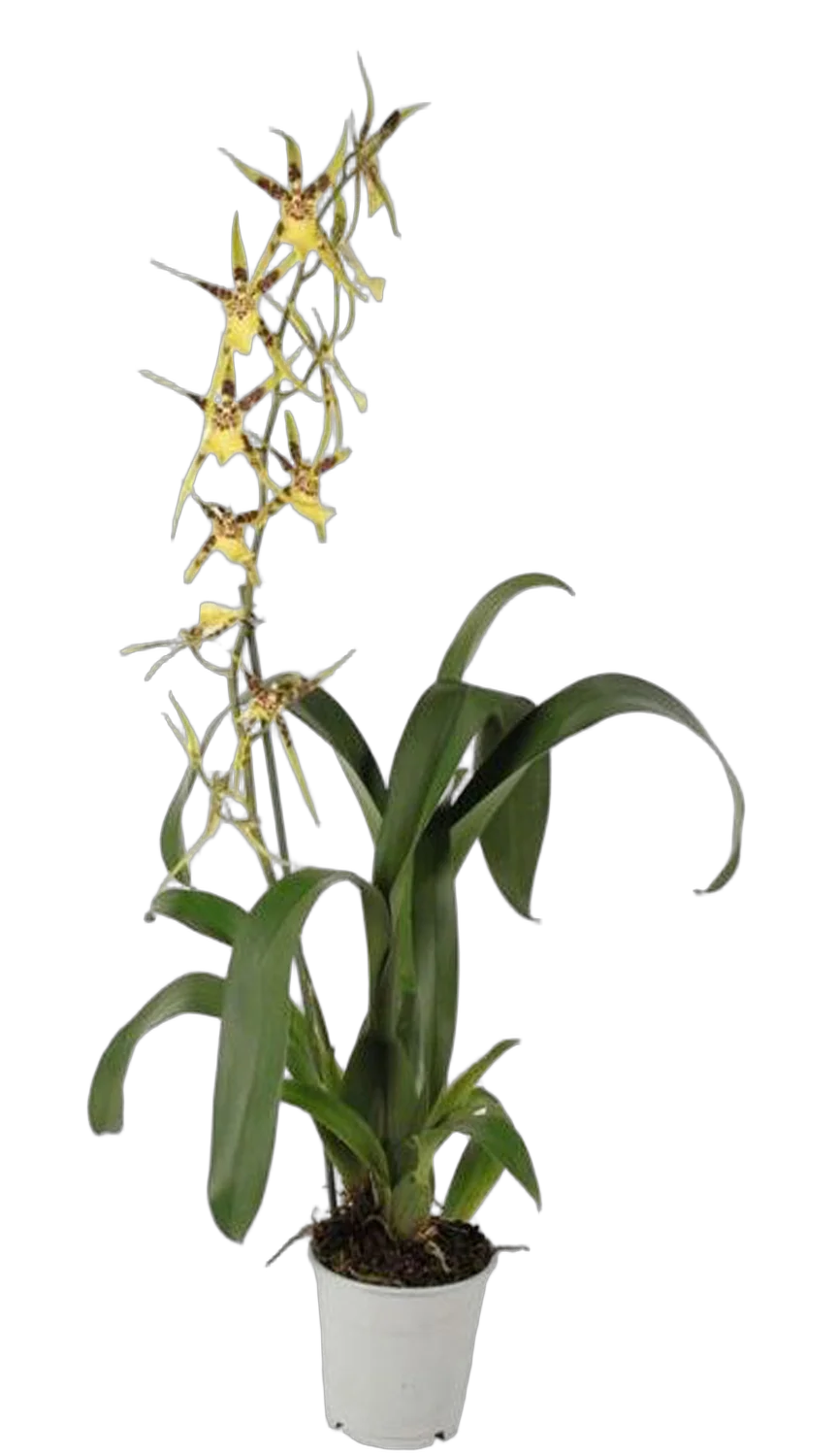 Брассия - Brassia Summer Dream 1 цветонос D12 H50