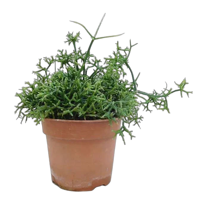 Рипсалис Барчела - Rhipsalis burchellii D14 H25