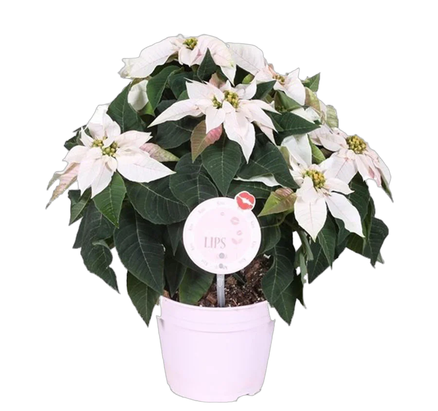 Пуансеттия (молочай красивейший) белый - Euphorbia pulcherrima D14 H25