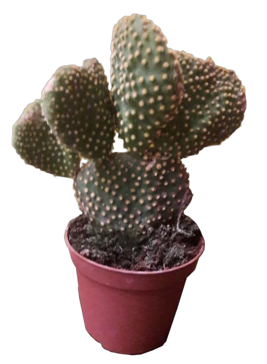 Опунция Мелковолосистая Альбата - Opuntia microdasys 'Albata' D9 H20