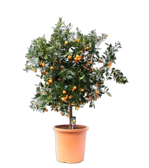 Каламондин - Citrofortunella D24 H100