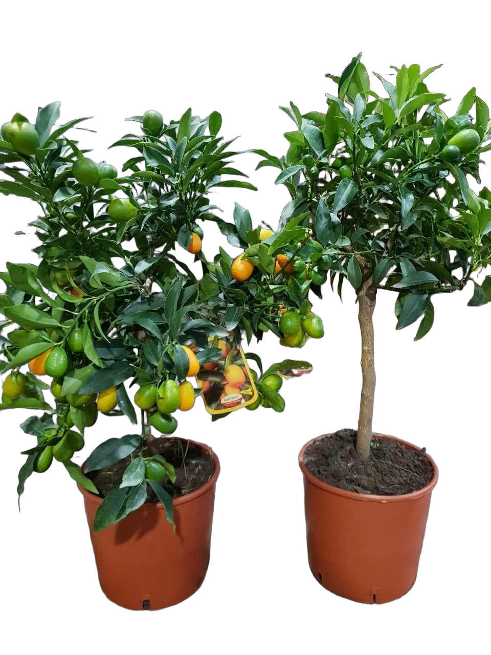 Кумкват Маргарита - Fortunella Margarita D22 H70