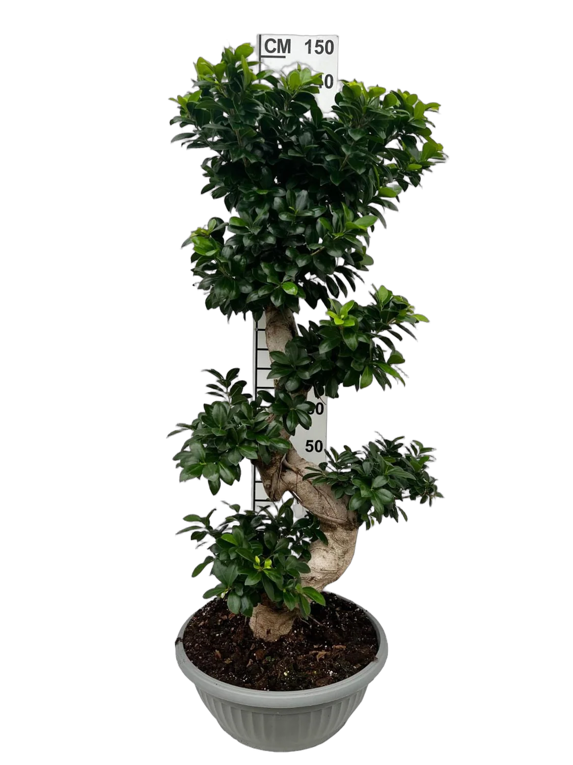 Бонсай Фикус Микрокарпа - Bonsai Ficus Ginseng D40 H144