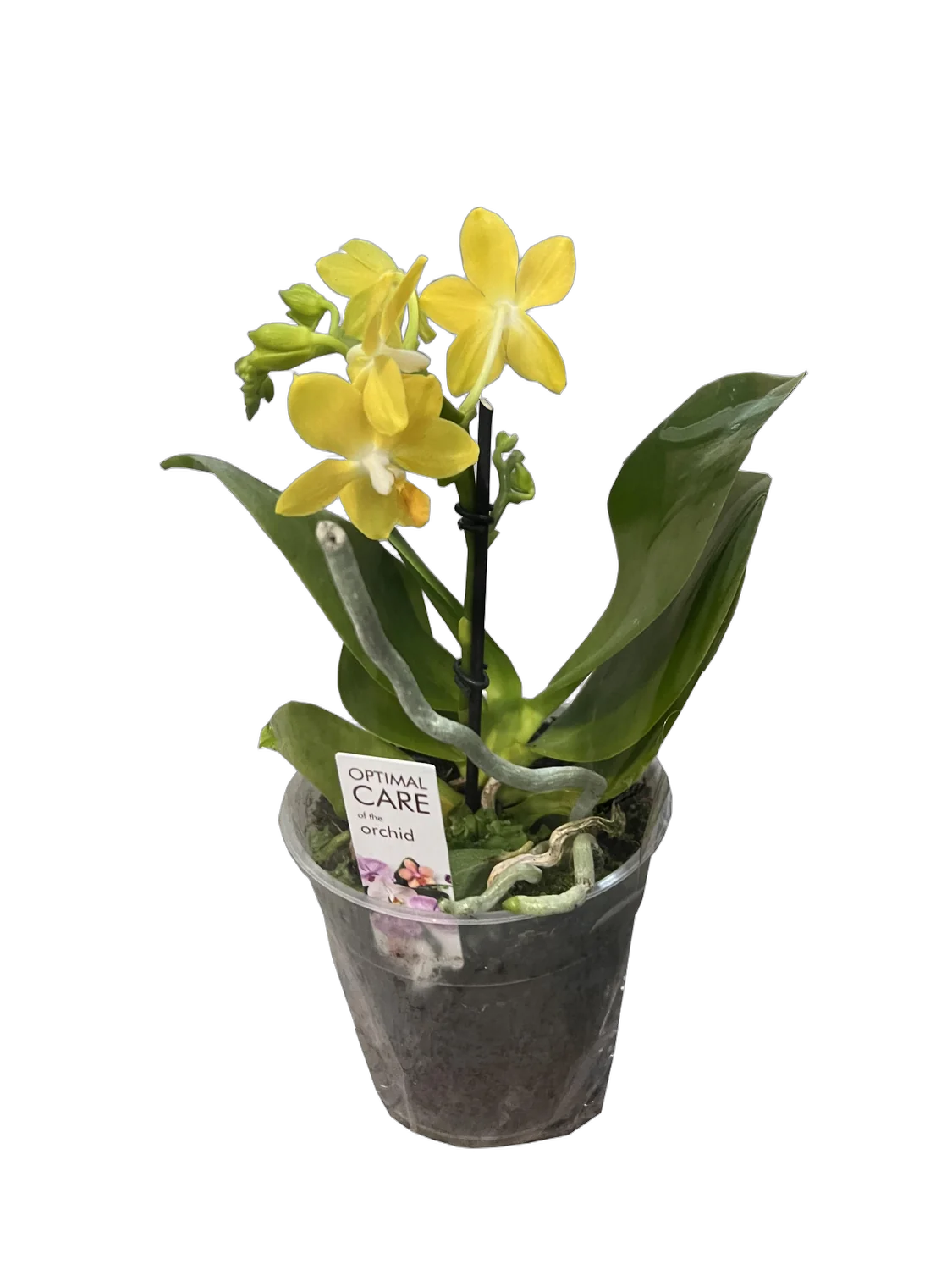 Фаленопсис мини 1 цветонос - Phalaenopsis D9 H20